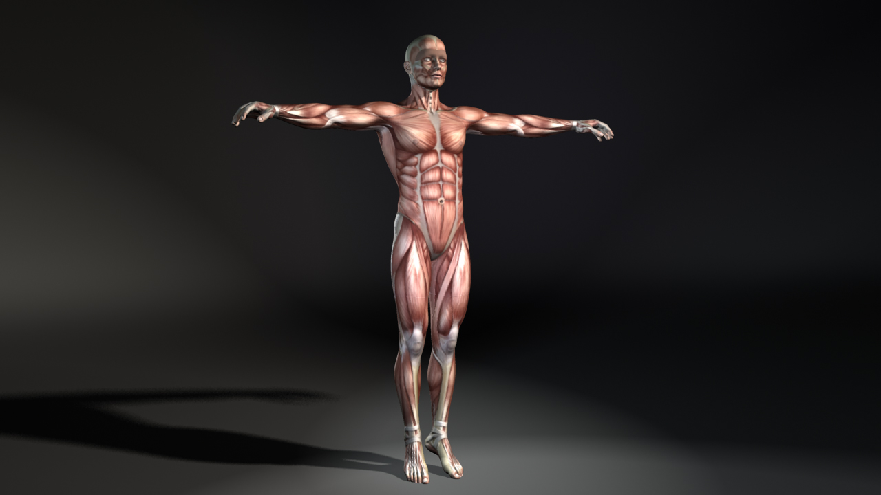 39_muscleMan