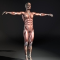 39_muscleMan